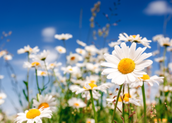 بہار آئی تو جیسے یکبار ۔۔۔لوٹ آئےہیں پھر عدم سے