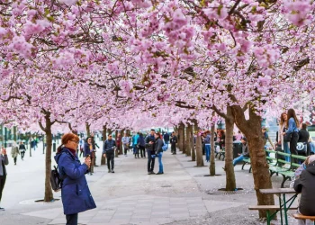 چیری بلاسم :جس کی خوبصورتی کا چرچا پوری دنیا میں ہے