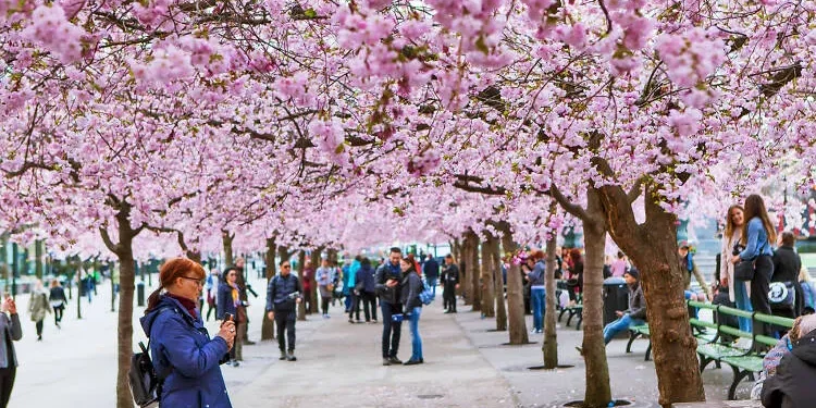 چیری بلاسم :جس کی خوبصورتی کا چرچا پوری دنیا میں ہے 1 چیری بلاسم :جس کی خوبصورتی کا چرچا پوری دنیا میں ہے